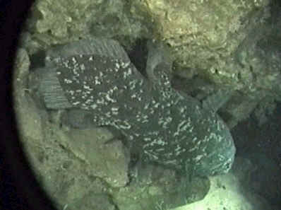 coelac2.jpg - 13548 Bytes